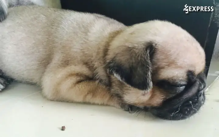 Sc Dogshop Sc Dogshop