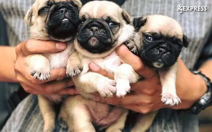 Petxinh.net – Địa Chỉ Bán Chó Pug Mini Giá Rẻ Tại Tphcm Petxinh.net – Địa Chỉ Bán Chó Pug Mini Giá Rẻ Tại Tphcm