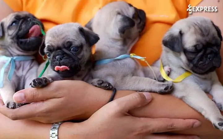 Dog Shop Hcm Dog Shop Hcm