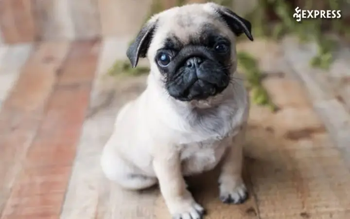 Trại Chó Lê Trung Trại Chó Lê Trung