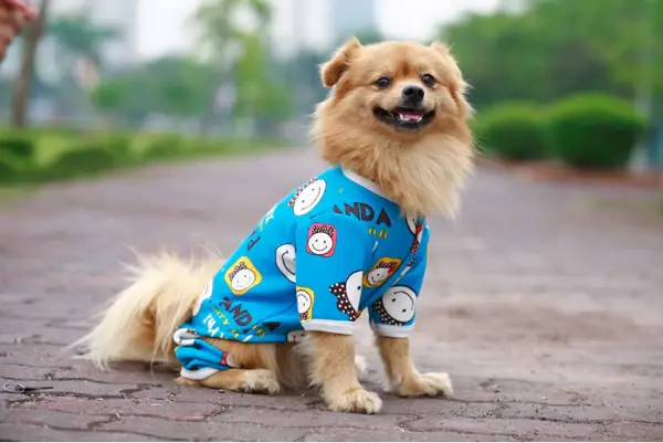 Cách Chọn Quần Áo Cho Chó Mèo Phù Hợp