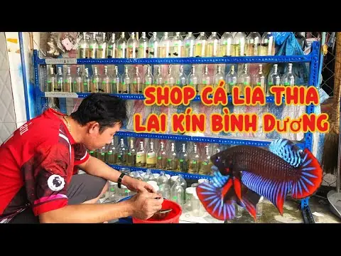 Khám Phá Thế Giới Aquarium Bình Dương: Địa Chỉ Uy Tín Cho Người Yêu Cá Cảnh Khám Phá Thế Giới Aquarium Bình Dương: Địa Chỉ Uy Tín Cho Người Yêu Cá Cảnh