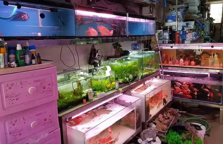 Shop Cá Rồng Bin Nhím Arowana: Bí Mật Giống Cá Độc Lạ Gây Sốt