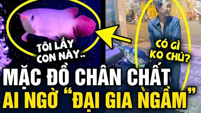 Hướng Dẫn Chi Tiết Cách Chọn Và Chăm Sóc Cá Rồng Con Cho Người Mới Bắt Đầu