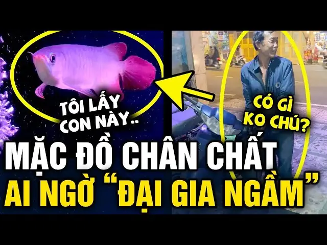 Hướng Dẫn Chi Tiết Cách Chọn Và Chăm Sóc Cá Rồng Con Cho Người Mới Bắt Đầu