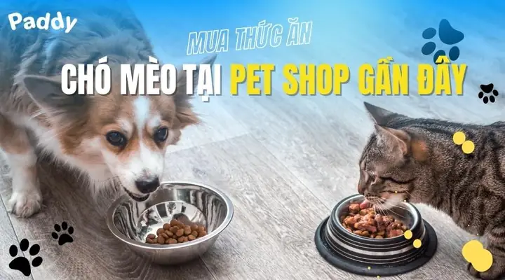 Nguyên Tắc Chọn Thức Ăn Cho Chó Mèo An Toàn, Phù Hợp Với Thú Cưng