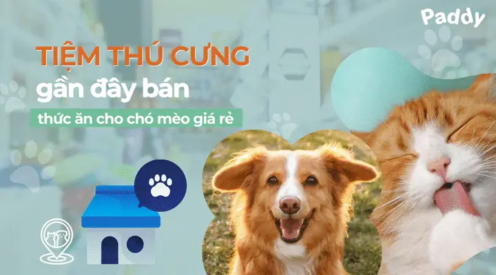 Vì Sao Cần Mua Thức Ăn Chó Mèo Chính Hãng, Chất Lượng Tốt?