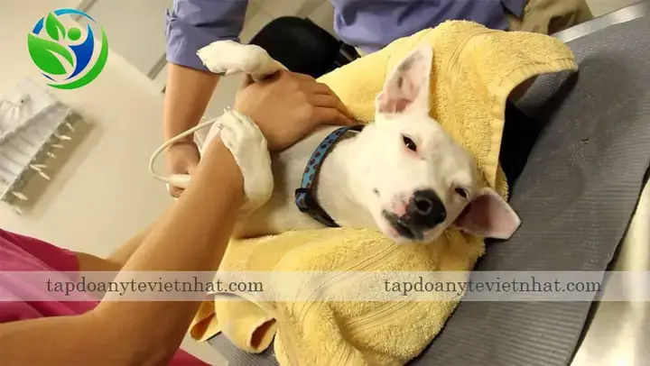 Các Yếu Tố Chính Ảnh Hưởng Đến Chi Phí Siêu Âm Cho Chó