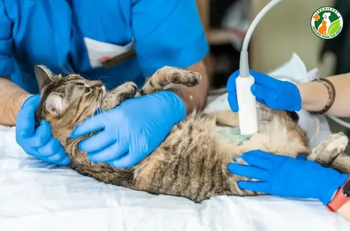 Tại Sao Chó Cần Siêu Âm? Tổng Quan Về Lợi Ích Của Phương Pháp Này