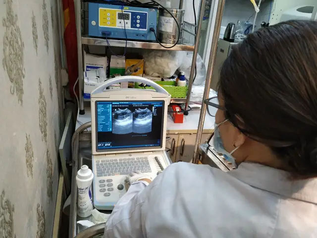 Ưu Điểm Của Việc Siêu Âm Cho Thú Cưng