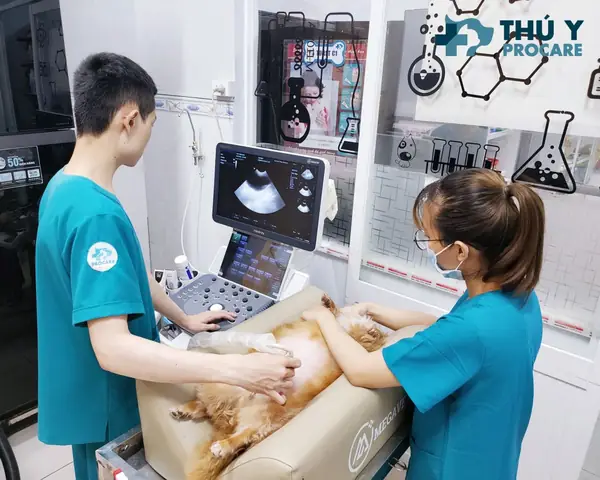 Siêu Âm Chó Mèo Tại Tphcm