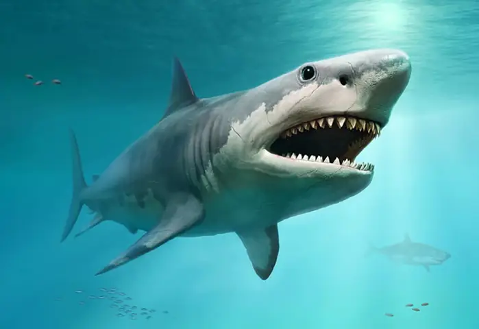 Cá Mập Trắng Lớn Đã Quét Sạch Siêu Cá Mập Megalodon Khổng Lồ? - 1