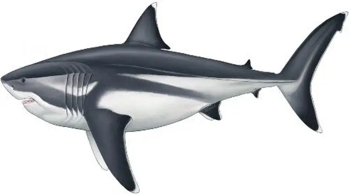 Siêu Cá Mập Khổng Lồ Megalodon