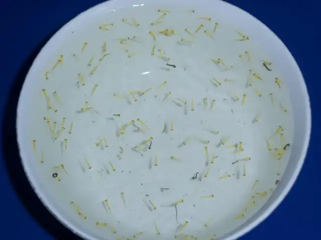 Mùa Sinh Sản Chính Của Cá Chép Koi Là Mùa Xuân Và Mùa Thu Vào Khoảng Thời Gian Này Thì Cá Mái Thường Rất Hay Xã Trứng Những Trứng Này Nếu Không Được Nuôi Dưỡng Trong Môi Trường Phù Hợp Thì Sẽ Không Thể Nào Nở Thành Cá Con Được Hoặc Bị Những Con Cá Khác Ăn Mất. Nếu Các Bạn Mong Muốn Nuôi Cá Koi Để Có Thể Cho Chúng Sinh Sản Ra Cá Con Thì Tốt Nhất Là Nên Bắt Những Con Cá Koi Bố Mẹ Bạn Đã Chọn Ra Một Khu Vực Cách Ly Riêng Để Tiến Hành Quá Trình Giao Phối. Sau Đây Là Cận Cảnh Một Quá Trình Giao Phối Cho Đến Việc Chọn Lọc Cá Koi Để Cho Ra Những Chú Cá Koi Hoản Chỉnh.