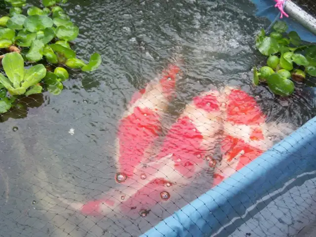 Mùa Sinh Sản Chính Của Cá Chép Koi Là Mùa Xuân Và Mùa Thu Vào Khoảng Thời Gian Này Thì Cá Mái Thường Rất Hay Xã Trứng Những Trứng Này Nếu Không Được Nuôi Dưỡng Trong Môi Trường Phù Hợp Thì Sẽ Không Thể Nào Nở Thành Cá Con Được Hoặc Bị Những Con Cá Khác Ăn Mất. Nếu Các Bạn Mong Muốn Nuôi Cá Koi Để Có Thể Cho Chúng Sinh Sản Ra Cá Con Thì Tốt Nhất Là Nên Bắt Những Con Cá Koi Bố Mẹ Bạn Đã Chọn Ra Một Khu Vực Cách Ly Riêng Để Tiến Hành Quá Trình Giao Phối. Sau Đây Là Cận Cảnh Một Quá Trình Giao Phối Cho Đến Việc Chọn Lọc Cá Koi Để Cho Ra Những Chú Cá Koi Hoản Chỉnh.