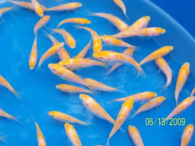 Mùa Sinh Sản Chính Của Cá Chép Koi Là Mùa Xuân Và Mùa Thu Vào Khoảng Thời Gian Này Thì Cá Mái Thường Rất Hay Xã Trứng Những Trứng Này Nếu Không Được Nuôi Dưỡng Trong Môi Trường Phù Hợp Thì Sẽ Không Thể Nào Nở Thành Cá Con Được Hoặc Bị Những Con Cá Khác Ăn Mất. Nếu Các Bạn Mong Muốn Nuôi Cá Koi Để Có Thể Cho Chúng Sinh Sản Ra Cá Con Thì Tốt Nhất Là Nên Bắt Những Con Cá Koi Bố Mẹ Bạn Đã Chọn Ra Một Khu Vực Cách Ly Riêng Để Tiến Hành Quá Trình Giao Phối. Sau Đây Là Cận Cảnh Một Quá Trình Giao Phối Cho Đến Việc Chọn Lọc Cá Koi Để Cho Ra Những Chú Cá Koi Hoản Chỉnh.