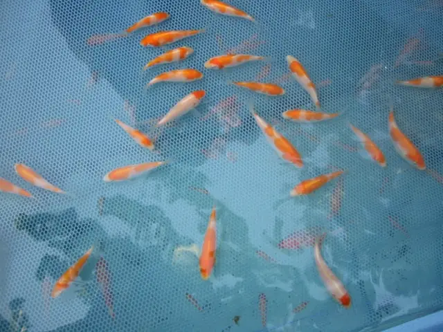 Mùa Sinh Sản Chính Của Cá Chép Koi Là Mùa Xuân Và Mùa Thu Vào Khoảng Thời Gian Này Thì Cá Mái Thường Rất Hay Xã Trứng Những Trứng Này Nếu Không Được Nuôi Dưỡng Trong Môi Trường Phù Hợp Thì Sẽ Không Thể Nào Nở Thành Cá Con Được Hoặc Bị Những Con Cá Khác Ăn Mất. Nếu Các Bạn Mong Muốn Nuôi Cá Koi Để Có Thể Cho Chúng Sinh Sản Ra Cá Con Thì Tốt Nhất Là Nên Bắt Những Con Cá Koi Bố Mẹ Bạn Đã Chọn Ra Một Khu Vực Cách Ly Riêng Để Tiến Hành Quá Trình Giao Phối. Sau Đây Là Cận Cảnh Một Quá Trình Giao Phối Cho Đến Việc Chọn Lọc Cá Koi Để Cho Ra Những Chú Cá Koi Hoản Chỉnh.