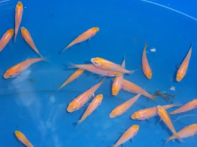 Mùa Sinh Sản Chính Của Cá Chép Koi Là Mùa Xuân Và Mùa Thu Vào Khoảng Thời Gian Này Thì Cá Mái Thường Rất Hay Xã Trứng Những Trứng Này Nếu Không Được Nuôi Dưỡng Trong Môi Trường Phù Hợp Thì Sẽ Không Thể Nào Nở Thành Cá Con Được Hoặc Bị Những Con Cá Khác Ăn Mất. Nếu Các Bạn Mong Muốn Nuôi Cá Koi Để Có Thể Cho Chúng Sinh Sản Ra Cá Con Thì Tốt Nhất Là Nên Bắt Những Con Cá Koi Bố Mẹ Bạn Đã Chọn Ra Một Khu Vực Cách Ly Riêng Để Tiến Hành Quá Trình Giao Phối. Sau Đây Là Cận Cảnh Một Quá Trình Giao Phối Cho Đến Việc Chọn Lọc Cá Koi Để Cho Ra Những Chú Cá Koi Hoản Chỉnh.