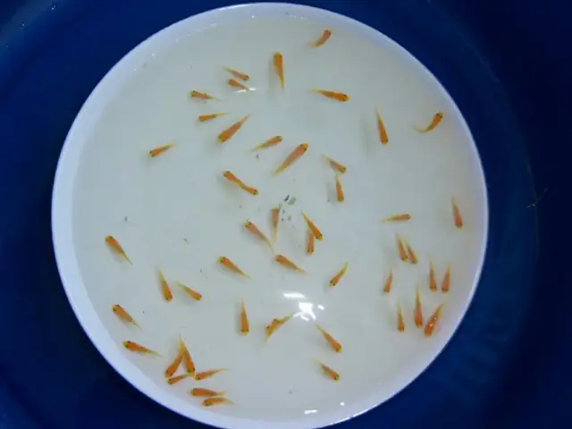 Mùa Sinh Sản Chính Của Cá Chép Koi Là Mùa Xuân Và Mùa Thu Vào Khoảng Thời Gian Này Thì Cá Mái Thường Rất Hay Xã Trứng Những Trứng Này Nếu Không Được Nuôi Dưỡng Trong Môi Trường Phù Hợp Thì Sẽ Không Thể Nào Nở Thành Cá Con Được Hoặc Bị Những Con Cá Khác Ăn Mất. Nếu Các Bạn Mong Muốn Nuôi Cá Koi Để Có Thể Cho Chúng Sinh Sản Ra Cá Con Thì Tốt Nhất Là Nên Bắt Những Con Cá Koi Bố Mẹ Bạn Đã Chọn Ra Một Khu Vực Cách Ly Riêng Để Tiến Hành Quá Trình Giao Phối. Sau Đây Là Cận Cảnh Một Quá Trình Giao Phối Cho Đến Việc Chọn Lọc Cá Koi Để Cho Ra Những Chú Cá Koi Hoản Chỉnh.