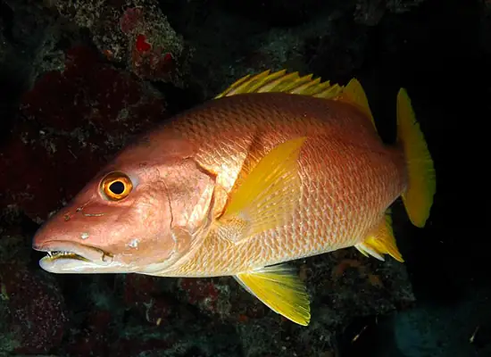 Snapper Fish Là Cá Gì Snapper Fish Là Cá Gì