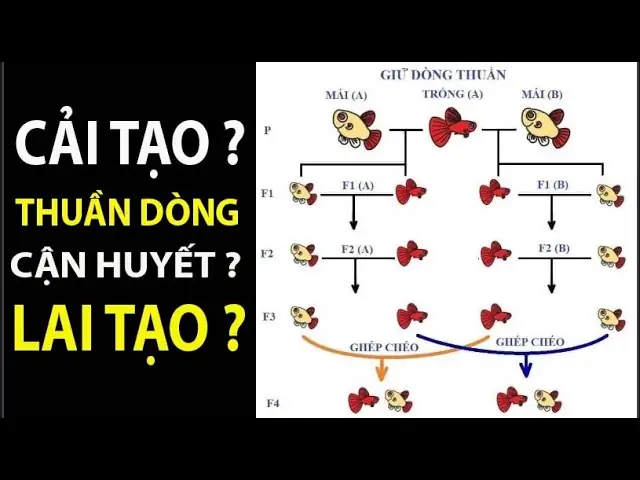 Phương Pháp Nuôi Cá Bảy Màu Theo Sơ Đồ Lai