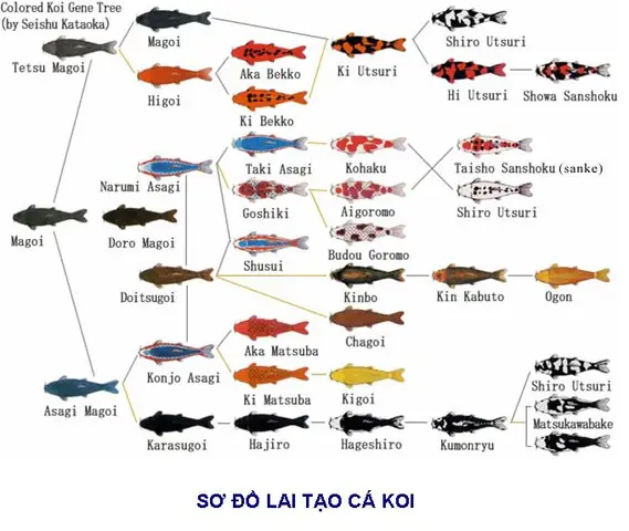 Khái Niệm Và Ý Nghĩa Của Sơ Đồ Lai Cá Bảy Màu