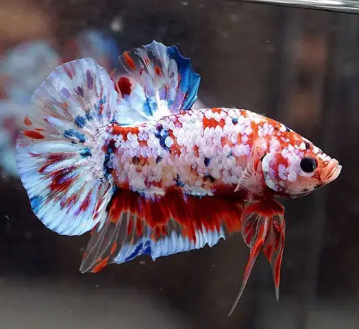 Tại Sao Cần Sơ Đồ Lai Tạo Cá Betta?