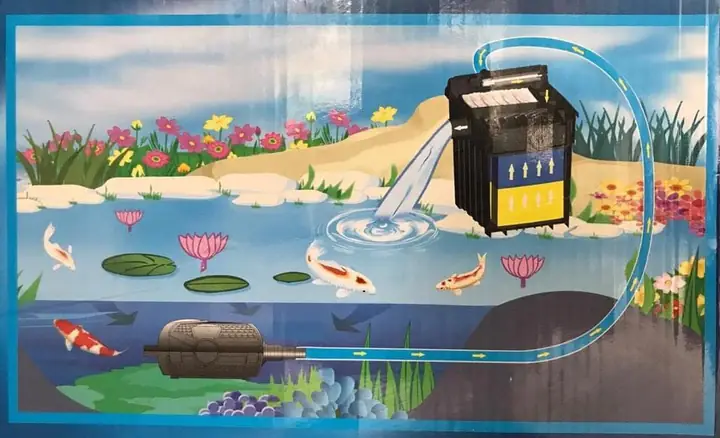 Nguyên Nhân Hồ Cá Koi Bị Vàng Đục Rêu Xanh Nguyên Nhân Hồ Cá Koi Bị Vàng Đục Rêu Xanh