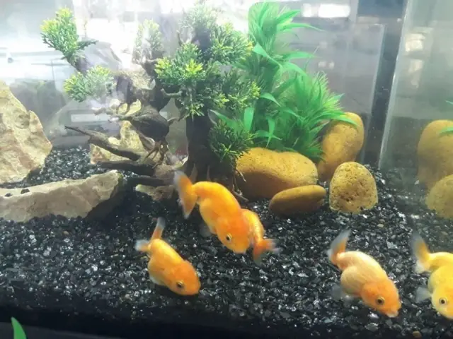 Sỏi Đen Hồ Cá: Lợi Ích Kinh Điển Và Cách Dùng Hiệu Quả Cho Người Mới