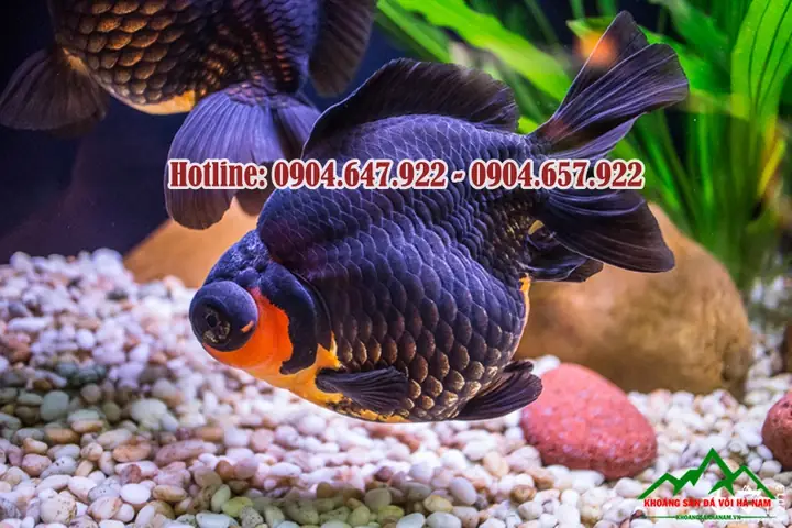 Trước Hết, Sỏi Tạo Nên Những Hương Vị Thiên Nhiên Và Sức Sống Cho Hồ Cá.