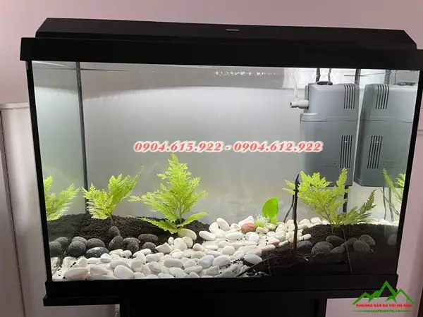 Sỏi Trắng Bể Cá: Vai Trí Quan Trọng Và Những Lưu Ý Khi Lựa Chọn