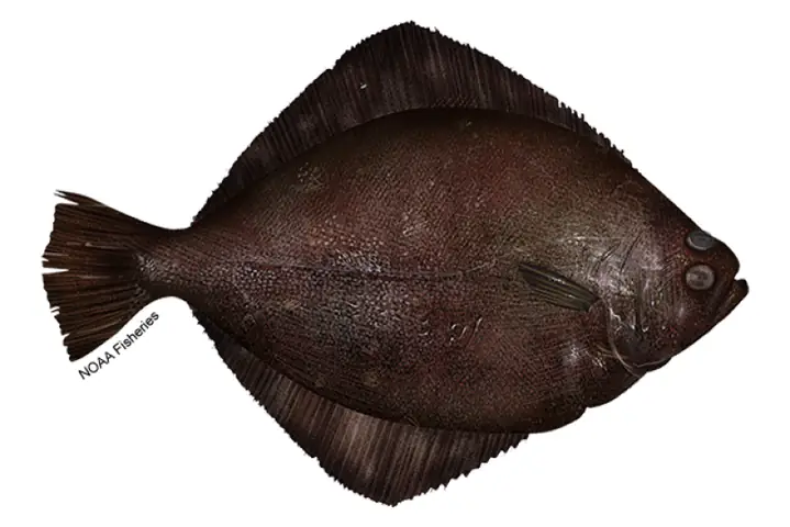 Sole Là Cá Gì? Tổng Hợp Kiến Thức Từ A-z Về Loài Cá Bẹt Dẹt Dưới Đáy Biển