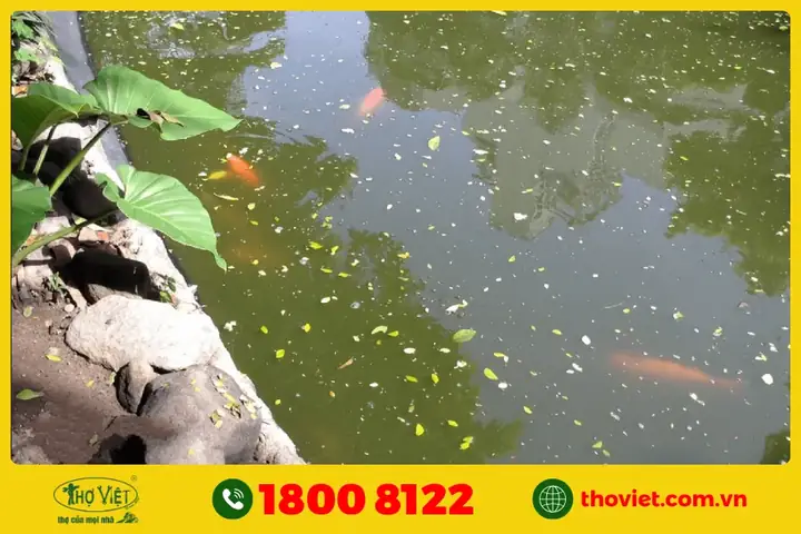 Không Vệ Sinh Hồ Cá Định Kỳ