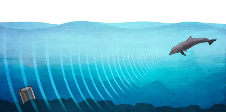 Sóng Âm Của Cá Voi: Bí Ẩn Về Ngôn Ngữ Đại Dương Và Công Nghệ Tương Lai