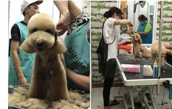 11. J&pet Spa 11. J&pet Spa