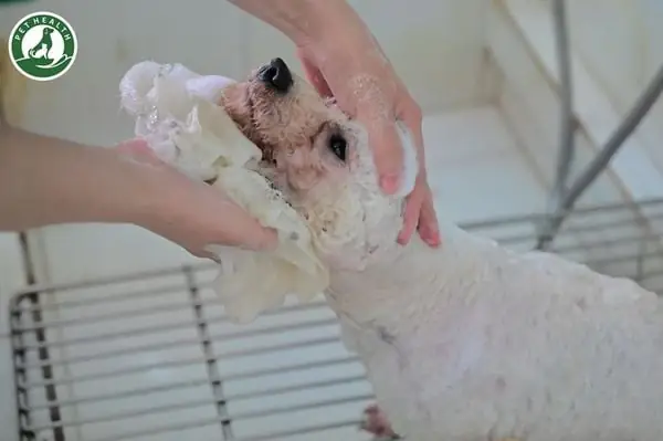 Hệ Thống Bệnh Viện Thú Y Pethealth Hệ Thống Bệnh Viện Thú Y Pethealth