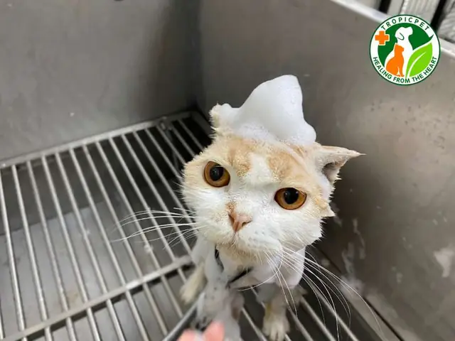 Tại Sao Nên Cho Thú Cưng Đến Spa Chó Mèo Chuyên Nghiệp Gần Nhất?