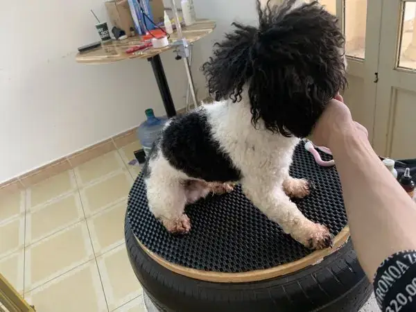 Pet House - Cơ Sở Spa Chó Mèo Hải Phòng Chất Lượng