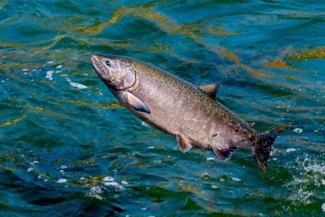 Sự Di Cư Của Cá: Hành Trình Gian Nan Và Kỳ Diệu Của Các Loài