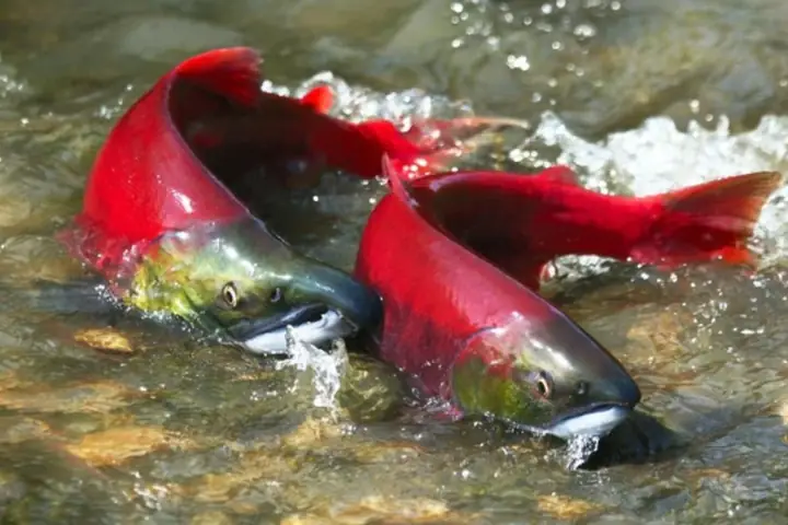 Quá Trình Di Cư Của Cá Hồi Đỏ