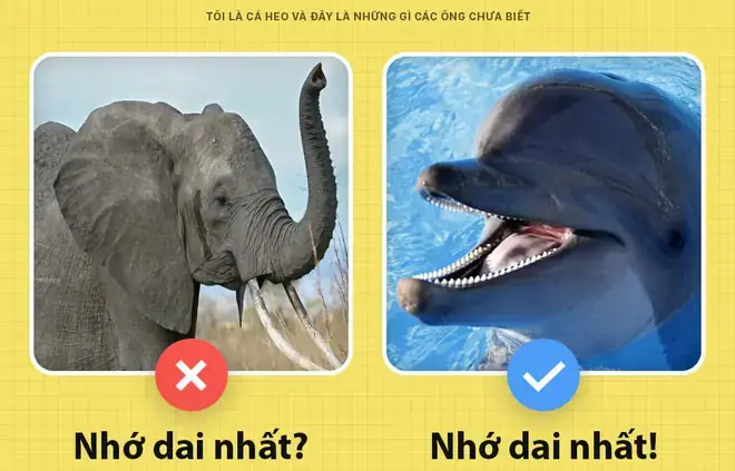 Cơ Thể Hoàn Hảo Cho Cuộc Sống Dưới Nước Cơ Thể Hoàn Hảo Cho Cuộc Sống Dưới Nước