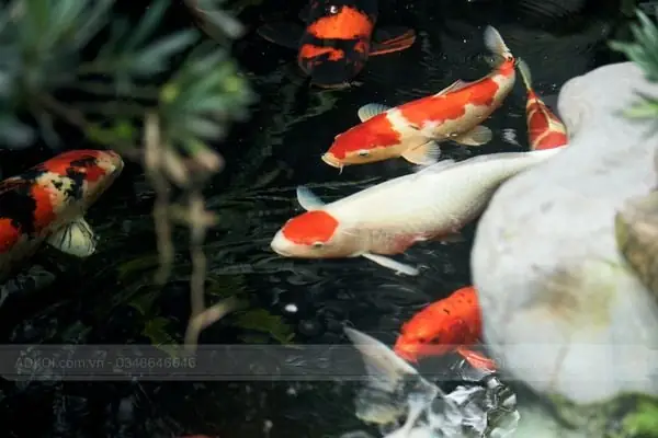 Sứ Lọc - Vật Liệu Lọc Bể Cá