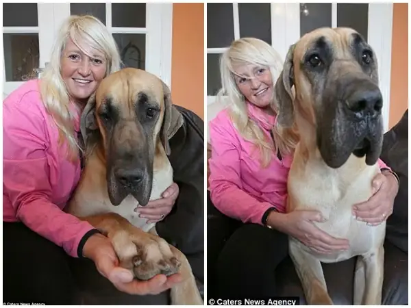 Sự Thật Về Chú Chó Nhút Nhát Sự Thật Về Chú Chó Nhút Nhát