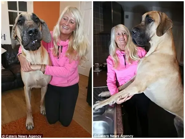 Sự Thật Về Chú Chó Nhút Nhát Sự Thật Về Chú Chó Nhút Nhát