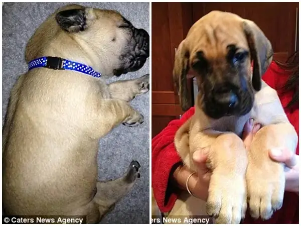 Sự Thật Về Chú Chó Nhút Nhát Sự Thật Về Chú Chó Nhút Nhát