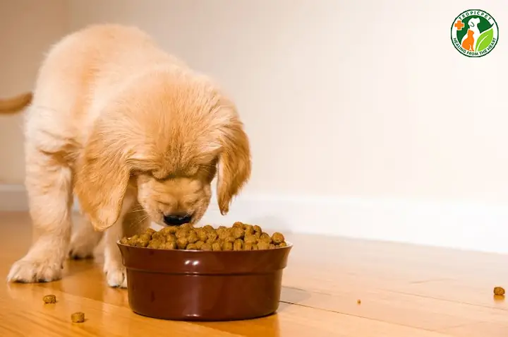 Hạt Dinh Dưỡng Dành Riêng Cho Chó Con Hạt Dinh Dưỡng Dành Riêng Cho Chó Con