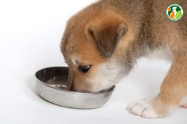 Nhu Cầu Dinh Dưỡng Của Chó Con 1 Tháng Tuổi Nhu Cầu Dinh Dưỡng Của Chó Con 1 Tháng Tuổi