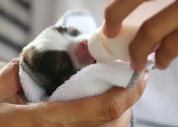 Nên Chọn Sữa Tươi Hay Sữa Bột Cho Chó Con? Nên Chọn Sữa Tươi Hay Sữa Bột Cho Chó Con?