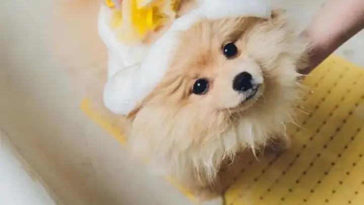 3hướng Dẫn Cách Tắm Cho Chó Phốc Sóc