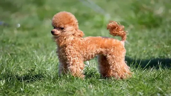 1đặc Điểm Của Giống Chó Poodle